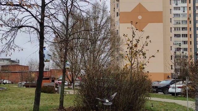 Звери и птицы