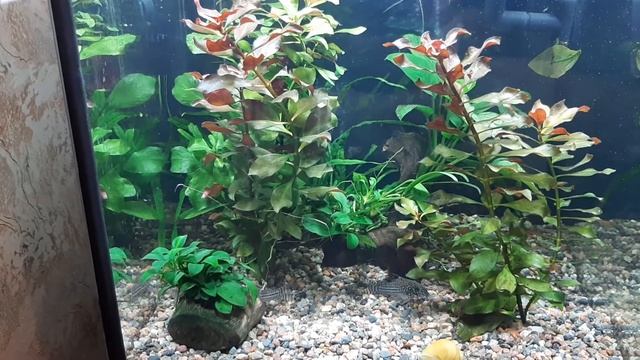 #Аквариумные будни. Замена грунта,обслуживание фильтра.? смотреть онлайн