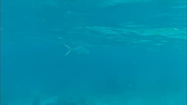 Подводная Охота Тайланд о.Пхукет смотреть онлайн