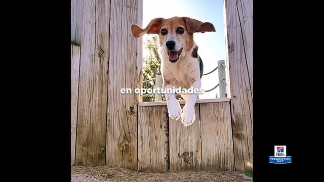 Convierte los obstáculos en oportunidades para tu perro | Hill's Prescription Diet смотреть онлайн
