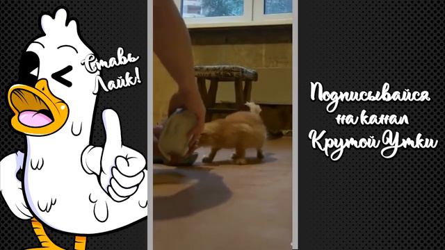 🤠 смотрю тик ток 🍆 смотреть онлайн