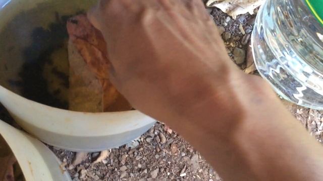 How to harvest blood worms the easy way смотреть онлайн