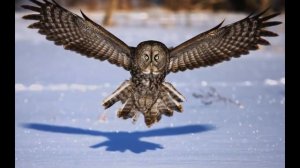 Голоса птиц. Бородатая неясыть. (great grey owl song)