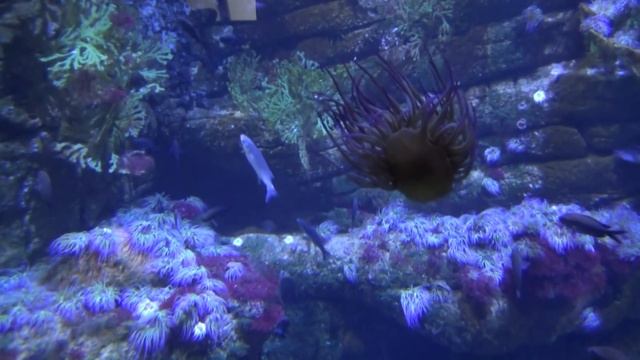 ОКЕАНАРИУМ—КРАСОТА ПОДВОДНОГО МИРА смотреть онлайн