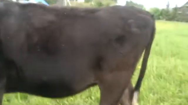 VLOG #1 Коровы) смотреть онлайн