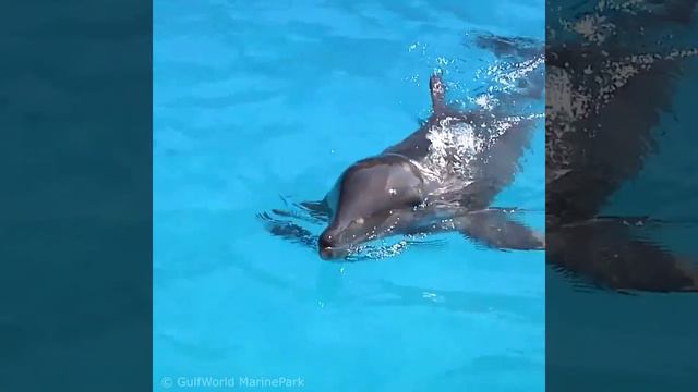 Реабилитация морщинистозубого дельфина Астро | Gulf World Marine Park смотреть онлайн