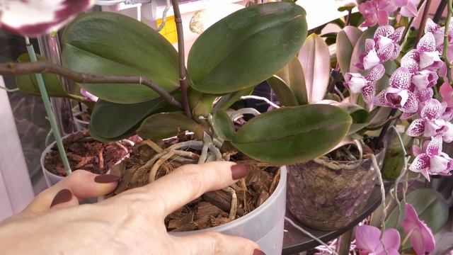 Удалять это ОБЯЗАТЕЛЬНО. Две орхидеи на одном стволе. смотреть онлайн