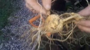 Чуфа. Земляной миндальный орех. Дегустация???