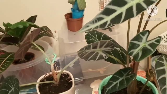 Выращиваю и омолаживаю алоказии смотреть онлайн