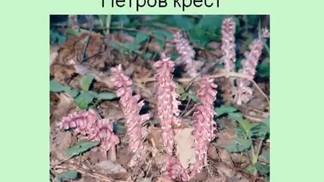 Виды и типы корней.AVI смотреть онлайн