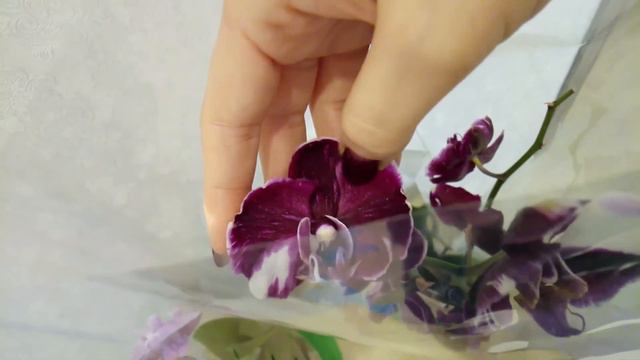 Я и Ксюша приглашаем вас в нашу орхидейную группу смотреть онлайн