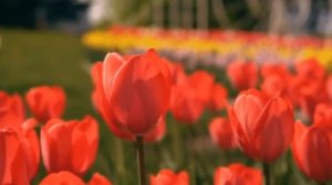 Футаж красные тюльпаны