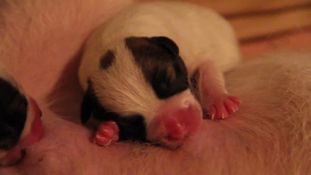 Джек рассел щенок 2 часа после рождения. Jack Russell puppy, 2 hours after birth смотреть онлайн