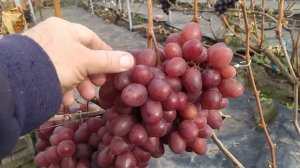 Осеннее Виноградное АССОРТИ !!!