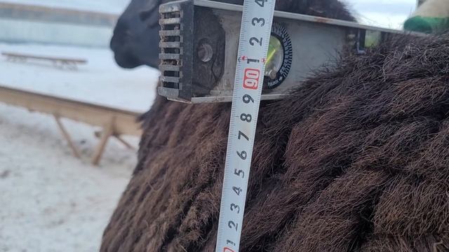 гиссарский баран смотреть онлайн