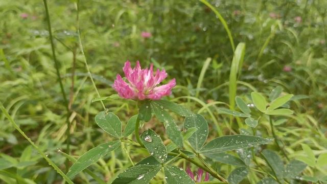 Екатеринбург Мичуринский лес 18 07 23 смотреть онлайн