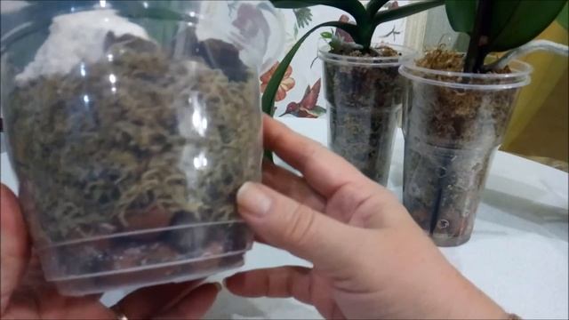 Уход за орхидеями во мху//Почему орхидея сбрасывает бутоны/// смотреть онлайн