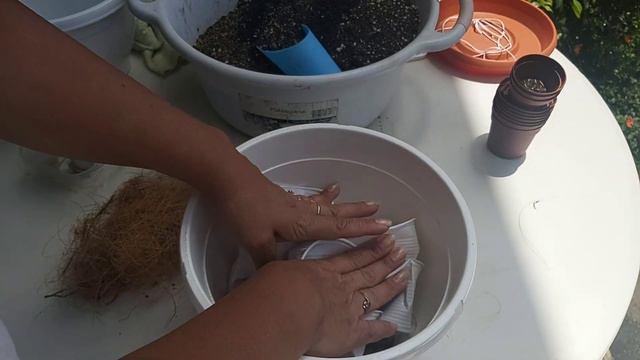 TRASPLANTANDO, CUIDADOS, REPRODUCCION Y MAS!!!!! ECHEVERIA SHAVIANNA смотреть онлайн