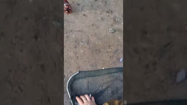 Смоленск рыбалка на днепре 2016 смотреть онлайн