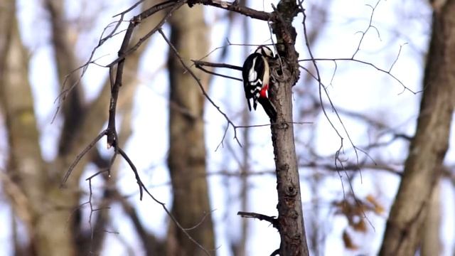 Седой, пёстрый дятлы и пищуха смотреть онлайн