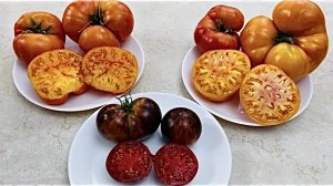 Томаты Медово-Розовый, Королева ночи и Загадка природы в этом сезоне.