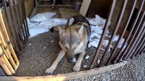 Волкособ Аяврик подписал себе приговор!!!!