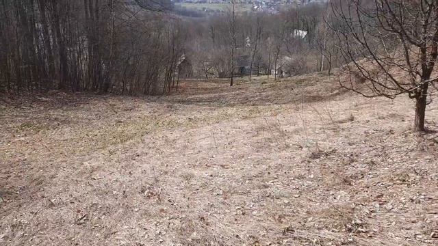 Буковый  лес  и Джунгли из папоротников и терней