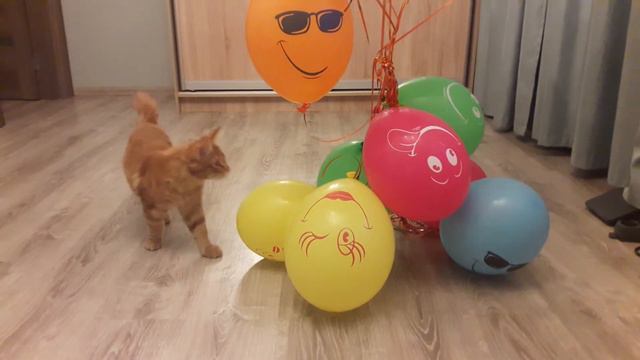 жизнь рыжего кота Мейн-куна смотреть онлайн