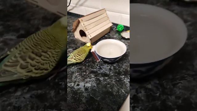"А лисички, взяли спички..." смотреть онлайн