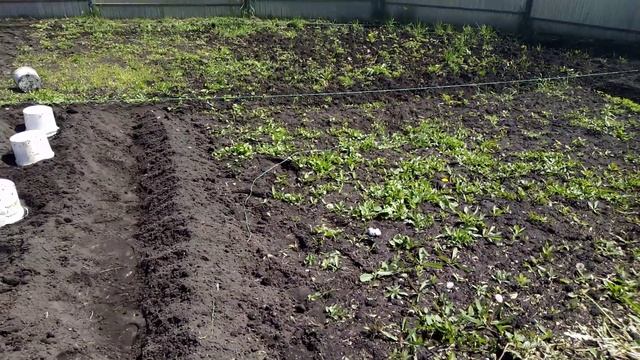 Высадка ПОМИДОР "ВОЛГОГРАДСКИЙ СКОРОСПЕЛЫЙ" в ГРУНТ под ВЕДРА. 13.05.2019г. смотреть онлайн