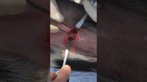 Паховая грыжа у поросёнка. Одномоментное  грыжесечение и орхоэктомия кабанчика. 1 мес.