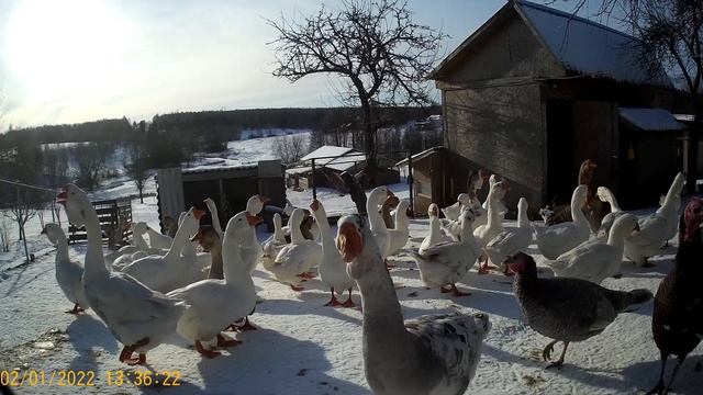 холмогорские гуси 2021 год вывод смотреть онлайн