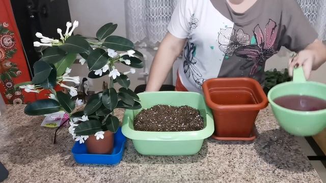 Стефанотис, Стефания - мадагаскарский благоухающий жасмин))) Или все же это разновидность хойи???