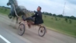 Цыганские лошади