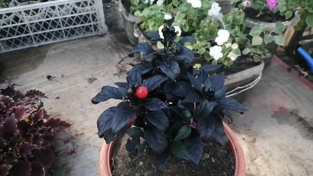 Перец, ну очень декоративный! Сорт "Чёрная жемчужина" смотреть онлайн