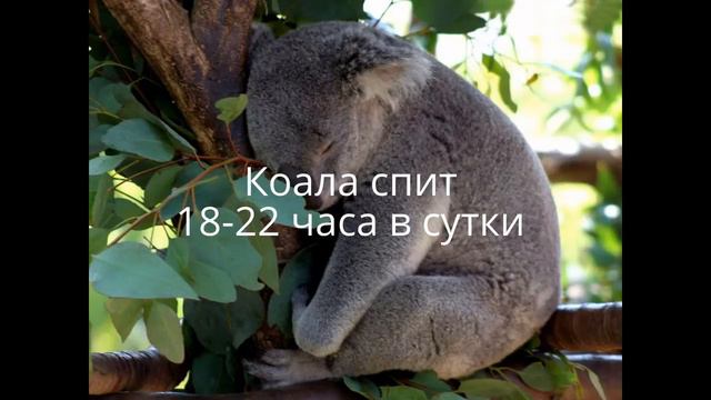 удивительные факты о животных ч. 2 смотреть онлайн