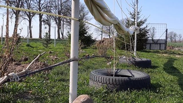 Калининградский виноград. 20 АПРЕЛЯ!!!!!!! смотреть онлайн