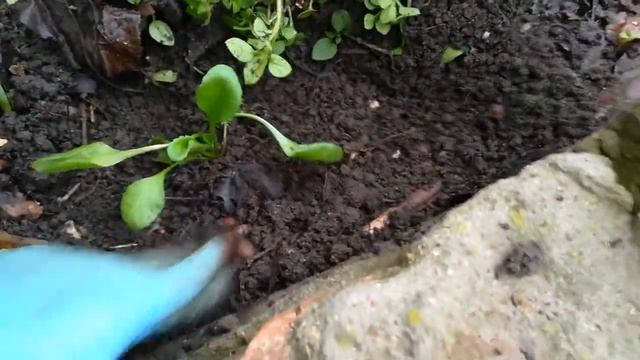 Пересадка Маргариток в открытый грунт смотреть онлайн