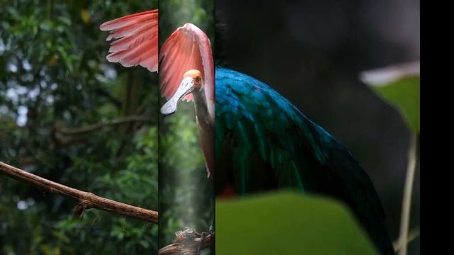Красивые птицы планеты , необычные виды . смотреть онлайн