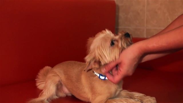 Ветеринарная клиника Ветмедик в Монино смотреть онлайн