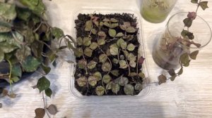 Хойя куртиси, самый простой и легкий способ размножения