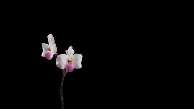Care Guides - Paphiopedilum delenatii // #CareCollab смотреть онлайн