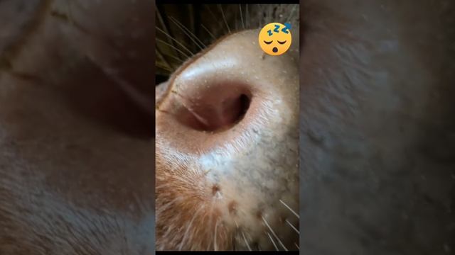 Вы когда-нибудь видели как спит корова? смотреть онлайн