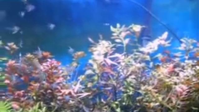 Growout Blue Silver Angels In My 100g