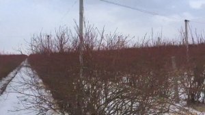 Голубичная конференция в Польше. Плантации голубики.