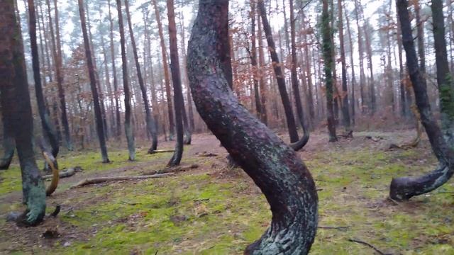 КРИВОЙ ЛЕС ПОЛЬША.