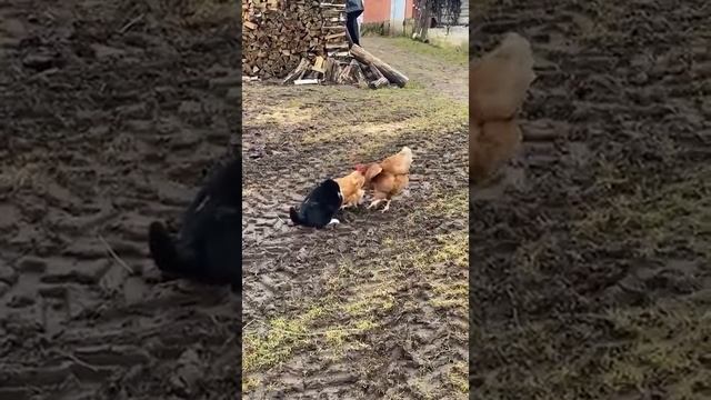 Котяра против Петухов) смотреть онлайн