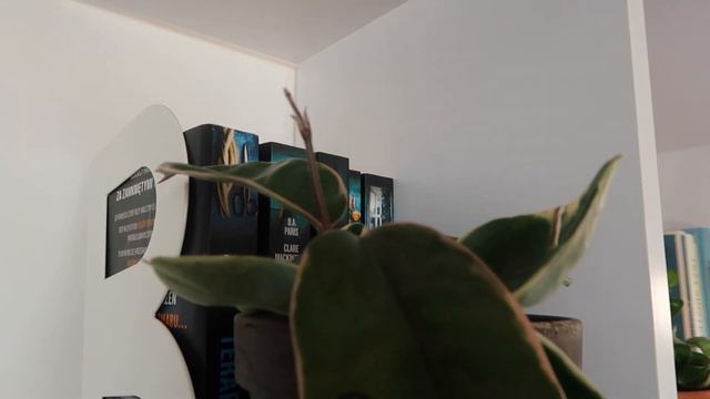 🌿HOUSE PLANT TOUR🌿| wszystkie rośliny w mieszkaniu смотреть онлайн