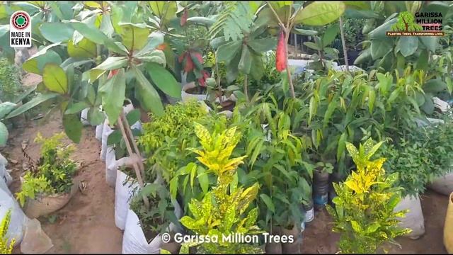 Greener Cities Opportunity For Garissa County