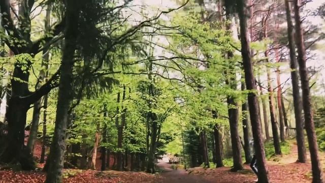 Local Walk in Haugesund,Norway|Spring|Bird Watching смотреть онлайн